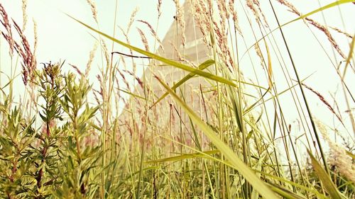 Close-up of grass growing in field
