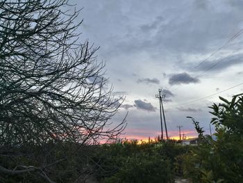 Low angle view of tree against sky