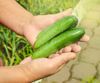 Fresh cucumbers in the farmer's hand outdoors on a sunny summer day.