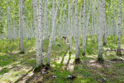 Two girls play in birch tree forest in inner mongolia.  