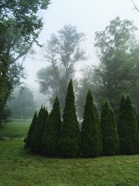 Trees on field against sky