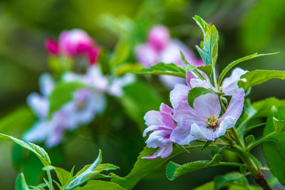 Close-up of purple flowering plant