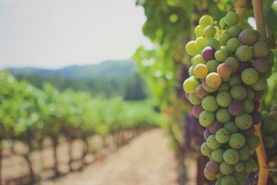 Close-up of grapes growing in vineyard