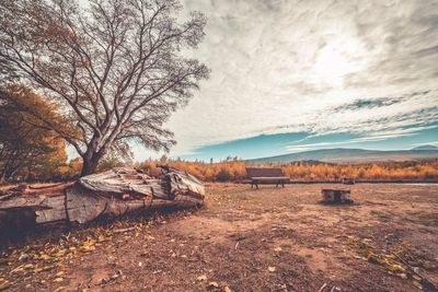 Bare tree on field against sky