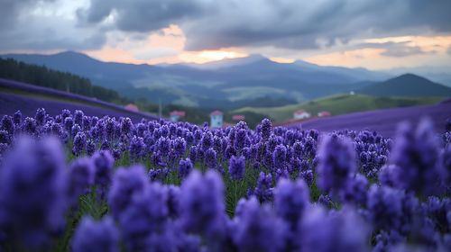 Close-up of flowering plants on field against sky during sunset