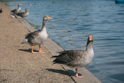 Ducks on a lake