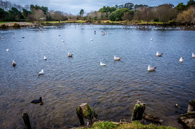 Birds in lake