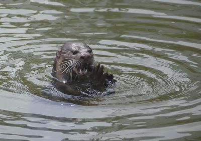 Bird swimming in lake