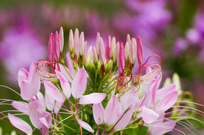 Close-up of pink flowering plant