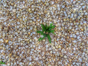 Full frame shot of plant