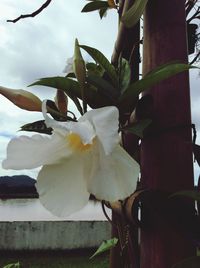 Close-up of flower plant against sky