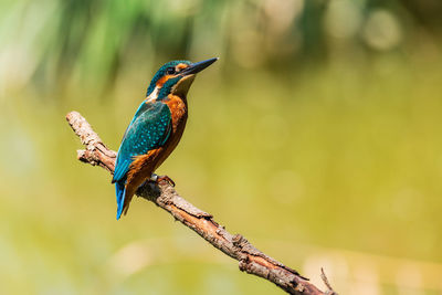 Close-up of bird perching on branch