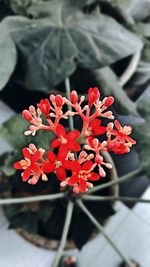 Close-up of red flowers growing on plant