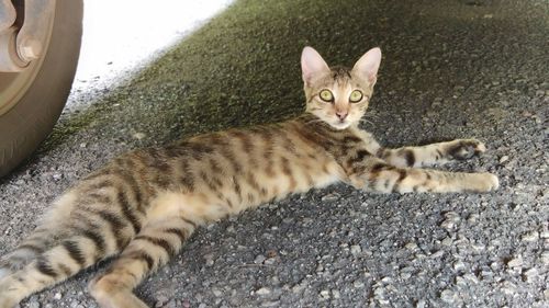 High angle view portrait of tabby cat