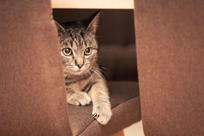 Close-up portrait of a cat