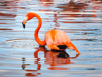 Flamingo in a reflective lake