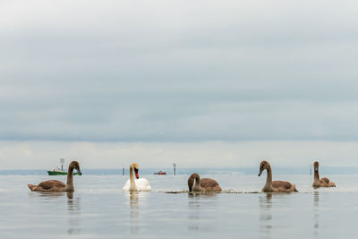 Young swans having breakfast - lake constance