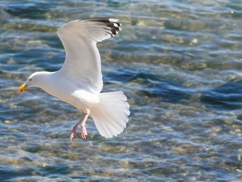 Close-up of bird flying over water