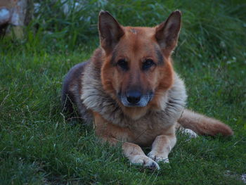 Portrait of dog in grass