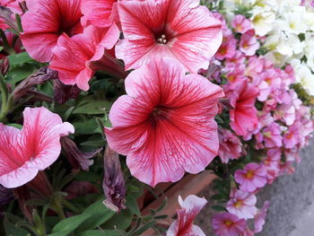 Close-up of pink hibiscus blooming outdoors