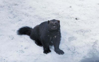 Wolverine sat in the snow in sweden