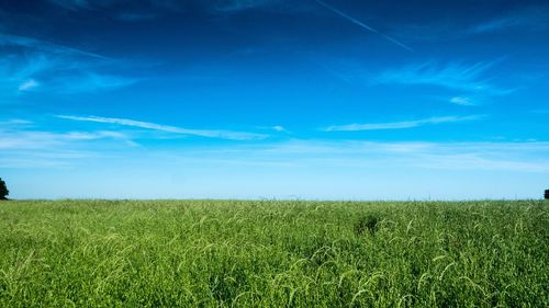 Scenic view of agricultural field against blue sky