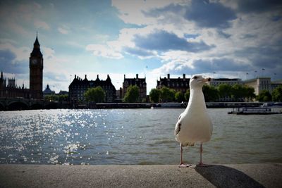 Seagull perching on riverbank against cloudy sky