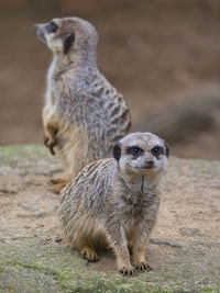 Portrait of sheep sitting on field