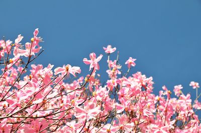 Low angle view of flowers against clear blue sky