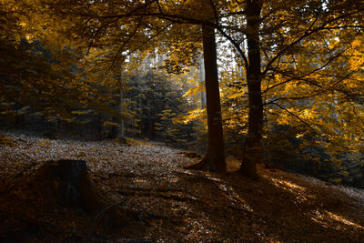 Trees in forest during autumn