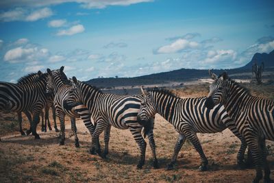 Group of zebras in kenya