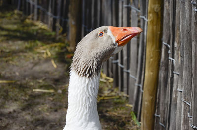 Close-up of a bird