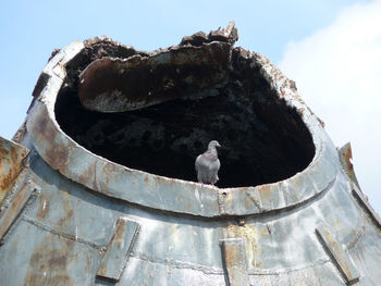 Low angle view of bird perching against sky