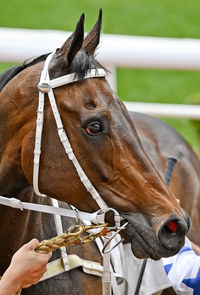 Close-up of horse