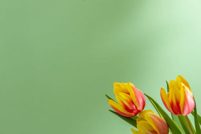 Close-up of yellow tulips against white background