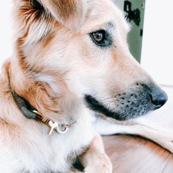 Close-up of a dog looking away