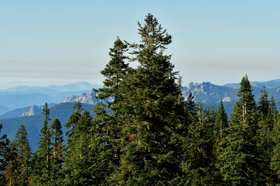 Pine trees in forest against sky