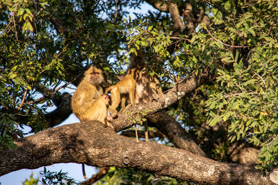 Low angle view of monkey on tree