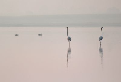 View of birds in calm sea against sky