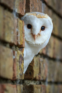 Close-up portrait of a bird