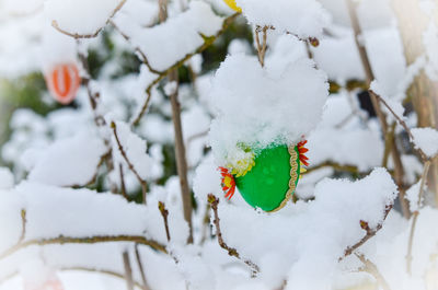 Close-up of frozen plant on snow covered land