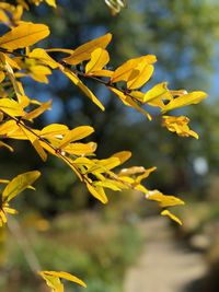 Close-up of yellow flowers against blurred background