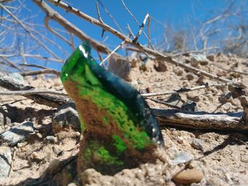 Close-up of lizard on wood against sky