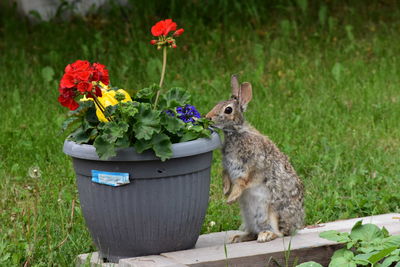 Close-up of flower in pot
