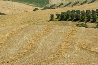 Scenic view of wheat field