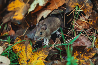 High angle view of sheep on field