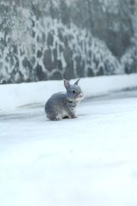 Close-up of squirrel on snow