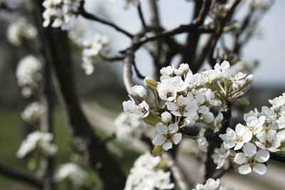 Close-up of white cherry blossom tree