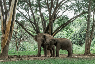 Elephant in a forest