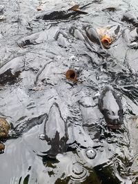 High angle view of fish swimming in lake